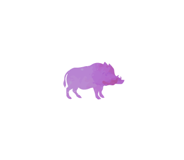 boars